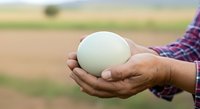 Farmer holding large white egg in hands over agricultural field background, showcasing farm produce and rural harvest.