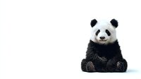 Adorable giant panda bear sitting upright with crossed arms on white background, isolated cute black and white bamboo eating mammal for design projects.