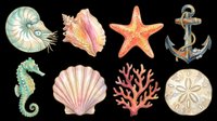 Watercolor sea life collection featuring nautilus, seashell, starfish, anchor, seahorse, scallop, coral, and sand dollar isolated on transparent background. Ready for t-shirt designs, clipart, stickers, sublimation, and print-on-demand products.