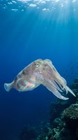 Cuttlefish swimming in deep blue ocean water with sunlight rays penetrating surface and coral reef visible below in tropical marine environment.