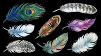 Colorful bird feathers set isolated on transparent background, ready for t-shirt design, stickers, clipart, sublimation, and print on demand projects.