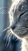 Close-up portrait of sleeping gray tabby cat with prominent whiskers and soft fur texture in natural sunlight for pet care and animal wellness content.