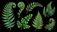 Watercolor green fern leaves set isolated on transparent background, ready for t-shirt design, stickers, clipart, sublimation, and print on demand projects.