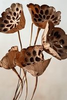 Dried lotus seed pods with intricate natural patterns and holes arranged artistically against neutral background, showcasing organic textures and earthy brown tones.