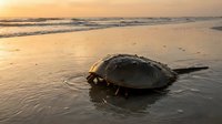Horseshoe crab on sandy beach at golden sunset with ocean waves creating peaceful coastal scene for nature and marine life concepts.