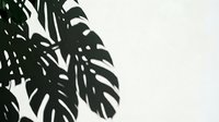 Tropical monstera plant shadow cast on white wall creating natural botanical silhouette pattern for interior design and home decor projects.