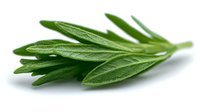 Fresh green rosemary sprigs with soft focus background on white surface, aromatic culinary herb macro photography for cooking and food design.