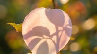 Heart-shaped autumn leaf with shadow silhouette against warm bokeh background creating romantic seasonal nature composition for love themes.