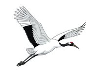 Elegant crane bird in flight with outstretched wings and long neck, graceful wildlife illustration on white background for nature and bird watching designs.