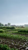 Rural farmland with young corn crops, vegetable gardens, and traditional farm buildings under overcast sky, suitable for agriculture, farming, and countryside lifestyle content.