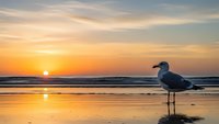 Seagull standing on wet sand beach at golden sunset with ocean waves and colorful sky reflection in water creating peaceful coastal scene.