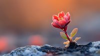 Delicate pink flower emerging from rocky ground at sunrise, with soft bokeh background and morning frost, symbolizing resilience, hope and new beginnings in nature.