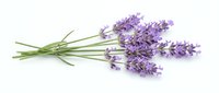 Fresh lavender flowers bundle with green stems isolated on white background for aromatherapy spa wellness natural herbal medicine design projects.