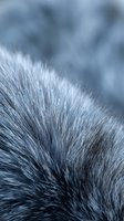 Extreme close-up of soft animal fur with fine texture and depth of field, showing gray and white strands for wildlife, nature, and texture backgrounds.