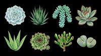 Watercolor succulent plants set isolated on transparent background, ready for stickers, t-shirt design, clipart, sublimation, and print on demand use.