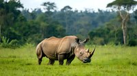 White rhinoceros grazing on green savanna grassland with natural African landscape background, wildlife conservation and endangered species protection.