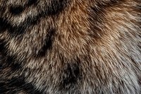 Close-up macro shot of natural animal fur texture showing detailed brown and gray hair strands in soft lighting, creating an abstract pattern background.