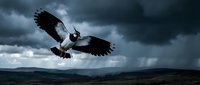 Majestic eagle soaring through dramatic stormy sky with spread wings over mountain landscape. Powerful bird of prey flying against dark clouds and moody weather.