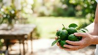 Hands holding fresh green limes with leaves in sunny garden setting, harvesting organic citrus fruit outdoors for cooking and beverage preparation.