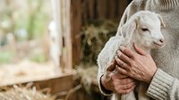 Young white goat held in arms of unrecognizable person wearing beige sweater in rustic barn setting with natural daylight and hay visible in background.