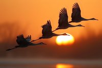 Silhouettes of four cranes flying in formation against vibrant orange sunset sky, creating dramatic wildlife scene with sun visible on horizon.