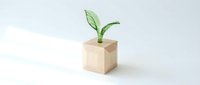Young green plant sprouting from wooden cube pot on white background, isolated for eco-friendly design and sustainability concepts.