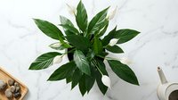 Peace lily houseplant with white blooms and lush green foliage in pot on marble surface for home decor and indoor gardening concepts.