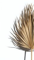 Dried palm frond with tan and brown striped leaves fanning outward against white background, suitable for botanical, interior design, and minimalist decor projects.