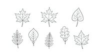 Hand drawn autumn leaf collection with maple oak birch and other tree leaves in minimalist line art style for seasonal design projects.