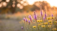 Purple wildflowers and yellow blooms in golden sunset light with soft bokeh background creating dreamy natural meadow scene for wellness and nature themes.