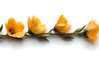Yellow tulips arranged in horizontal line on white background, fresh spring flowers with green leaves creating minimalist floral composition for design projects.