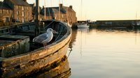Seagull perched on weathered wooden boat in tranquil harbor at golden hour with historic waterfront buildings reflecting in calm water creating serene maritime scene.