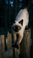 Siamese kitten with striking blue eyes walking on wooden fence in dark forest setting, displaying characteristic color point markings.