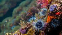 Vibrant underwater coral reef ecosystem with colorful sea urchins, marine life and tropical fish in crystal clear ocean waters for diving education.