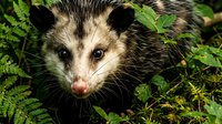 Young opossum with distinctive facial markings surrounded by green ferns in natural forest habitat. Wildlife photography showcasing nocturnal marsupial behavior.