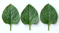 Fresh green heart-shaped leaves with prominent veins arranged in row on white background, isolated botanical elements for natural design and healthy food concepts.