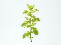 Isolated fresh mint plant with vibrant green leaves on white background, suitable for culinary, herbal, and wellness design projects.