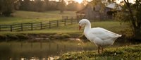 White domestic goose standing on grassy bank beside pond with rural farmhouse and wooden fence in background at golden hour.