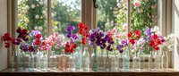 Colorful sweet pea flowers arranged in vintage glass bottles on sunny windowsill creating charming rustic home decor display for spring interior design.