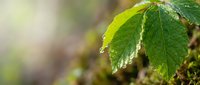 Fresh green serrated leaves with morning dew drops in soft natural sunlight, botanical nature background for organic gardening and environmental concepts.