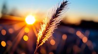 Golden wheat ear glowing in warm sunset light with soft bokeh background creating peaceful agricultural scene for harvest season concepts.