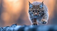 Wild lynx with tufted ears and intense blue eyes crouching on rocky surface in natural habitat during golden hour lighting for wildlife photography.