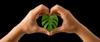 Hands forming heart shape around green monstera leaf, isolated on transparent background. Ready for t-shirt design, clipart, stickers, print-on-demand, and sublimation projects.