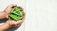 Hands holding fresh green peas in pods against white background. Organic produce, healthy eating, farm-to-table concept for food, nutrition, and agriculture marketing.
