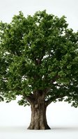 Large old oak tree with lush green foliage isolated on white background, ready for design, nature, and environmental projects.