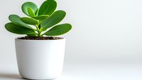 Small green Clusia rosea plant with thick glossy leaves growing in minimalist white ceramic pot against light background, modern home decor element.