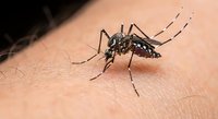Aedes aegypti mosquito feeding on human skin showing detailed insect anatomy and blood-sucking behavior for medical and educational content.