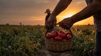 Farmer holding wicker basket full of fresh red apples in orchard during golden hour sunset. Agricultural harvest concept for organic farming and healthy food production.