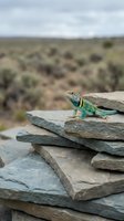 Turquoise and green lizard perched on stacked gray rocks in arid desert landscape with sparse vegetation and cloudy sky, suitable for wildlife and nature content.