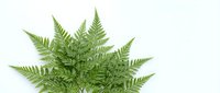 Lush green fern plant with delicate feathery fronds isolated on white background, suitable for botanical designs, web graphics, and nature-themed projects.